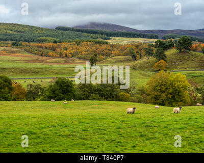 Les moutons et les bovins sur les terres agricoles dans les Glens écossais, UK Banque D'Images