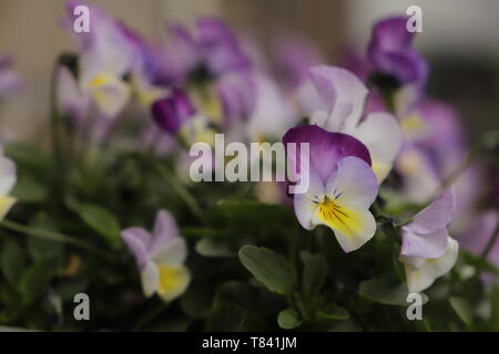 Viola tricolor colorés ou pansy in close up Banque D'Images