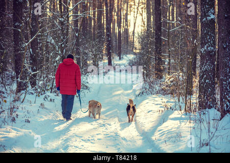 Un homme et les chiens sont les meilleurs amis. L'homme avec deux chiens se promener dans la forêt de pins d'hiver enneigé Banque D'Images