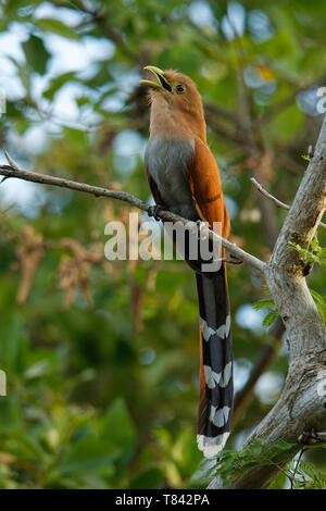 L'écureuil commun-cuckoo Piaya cayana - grande cuckoo trouvés dans les bois du Mexique au nord de l'Argentine et l'Uruguay. Squirrel cuckoo-mexicaine (Piaya mexic Banque D'Images