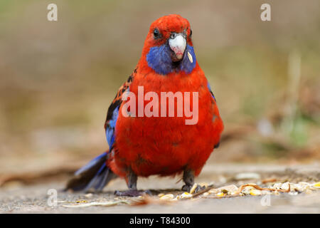 - Crimson Rosella Platycercus elegans un perroquet originaire de l'est et sud-est de l'Australie, a présenté à la Nouvelle-Zélande et l'île Norfolk, randonnée f Banque D'Images