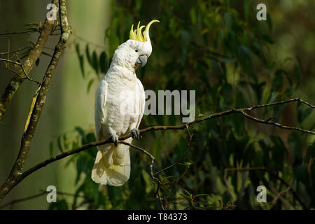 Cacatua galerita - Soufre cacatoès soufré assis sur la branche en Australie. Grand cacatoès blanc et jaune avec un fond vert. Banque D'Images
