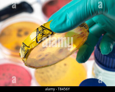 Expérience scientifique en microbiologie, affichage des micro-organismes dans la croissance des cultures bactériennes dans des boîtes de Petri en laboratoire, Close up of hand Banque D'Images