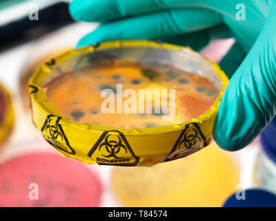 Expérience scientifique en microbiologie, affichage des micro-organismes dans la croissance des cultures bactériennes dans des boîtes de Petri en laboratoire, Close up of hand Banque D'Images