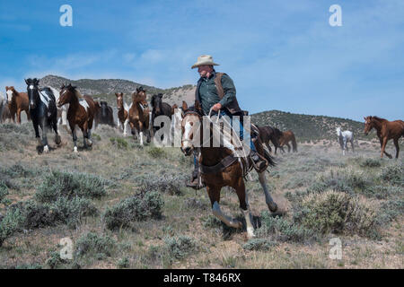 Cowboy wrangler ranch main avec chapeau de cowboy blanc équitation baie de cheval arrondissant le troupeau de chevaux dans la prairie pendant le roundup Banque D'Images