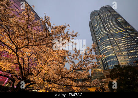 Fleur de cerisier, TOKYO Banque D'Images
