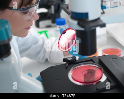 L'examen scientifique des cultures poussant dans des boîtes de Pétri à l'aide d'un microscope inversé in laboratory Banque D'Images