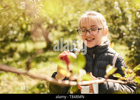 Girl picking apples from tree Banque D'Images