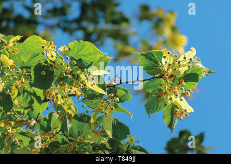 Branches de l'arbre. linden paysage nature en été. Ciel bleu sur l'arrière-plan flou. Les feuilles vertes dans une journée ensoleillée Banque D'Images