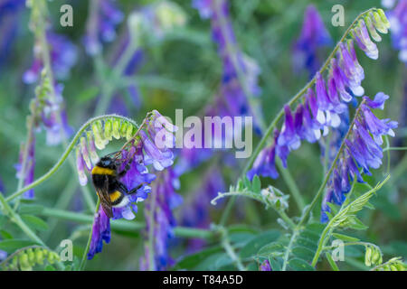 Jardin bumblebee Bombus hortorum -- Gartenhummel. Close-up of Garden bumblebee sur une fleur pourpre la collecte de Nectar Banque D'Images