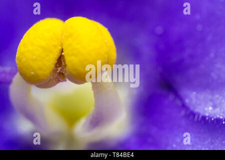 Fleur bleue avec des étamines jaune macro Banque D'Images