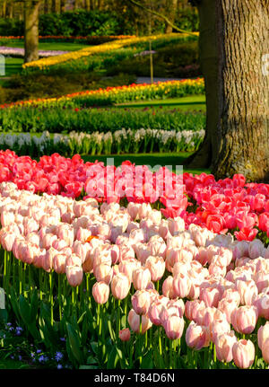 Une couleur vibrante tulipes et jacinthes muscari à jardins de Keukenhof, Lisse, Hollande-du-Sud. Photographié dans HDR high dynamic range. Banque D'Images