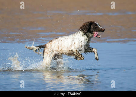 Southport, Merseyside, Royaume-Uni. 11 mai 2019. Les chiens tous les jours. Magnifiquement sur une journée ensoleillée, "Archie" un enfant de quatre ans Springer Spaniel a le meilleur jour à propos d'éclaboussures dans une piscine de l'eau sur la plage de Southport Merseyside. Credit : Cernan Elias/Alamy Live News Banque D'Images