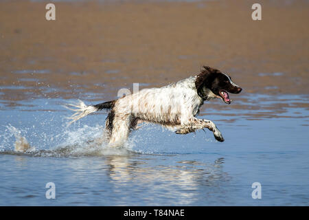 Southport, Merseyside, Royaume-Uni. 11 mai 2019. Les chiens tous les jours. Magnifiquement sur une journée ensoleillée, "Archie" un enfant de quatre ans Springer Spaniel a le meilleur jour à propos d'éclaboussures dans une piscine de l'eau sur la plage de Southport Merseyside. Credit : Cernan Elias/Alamy Live News Banque D'Images