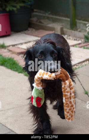 Cocker Anglais avec Toy Banque D'Images