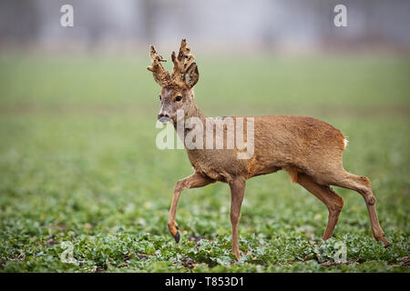 Chevreuil, Capreolus capreolus, buck avec de grands bois couverts en velours de la marche. Les animaux sauvages en hiver. Roebuck sheding velours. Banque D'Images