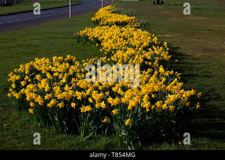 Les jonquilles dans la forme du Royaume-Uni dans les Highlands d'Ecosse Banque D'Images