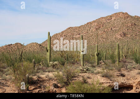 Des centaines de cactus Saguaro et diverses plantes du désert en face d'un éperon rocheux au flanc de collines rouges Visitor Centre à Saguaro National Park Banque D'Images