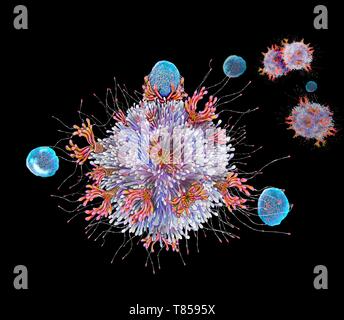 T cell antigen binding, illustration Banque D'Images