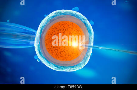 La fertilisation in vitro, illustration Banque D'Images