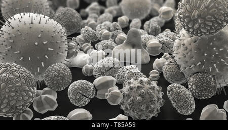 Les grains de pollen, illustration Banque D'Images