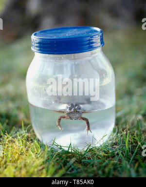 Grenouille dans un bocal Banque D'Images