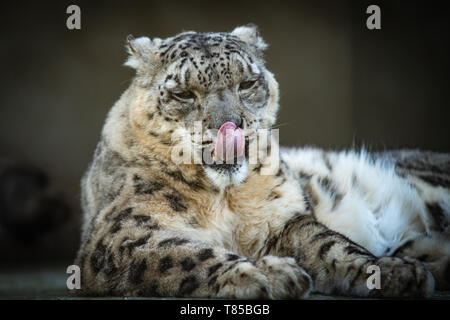 Snow Leopard Close Up Banque D'Images