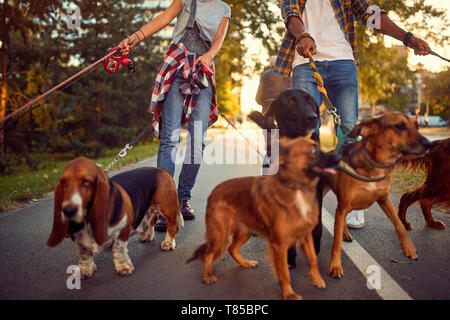 Dog Walker - drôle de marcher avec avec groupe de chiens à l'extérieur. Banque D'Images