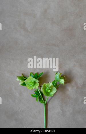 Un Helleborus viridis après la floraison. Close up. Vue d'en haut. Avec l'exemplaire de l'espace pour le texte. La fleur est appelée une rose d'hiver, de Noël ou d'Lenten rose Banque D'Images