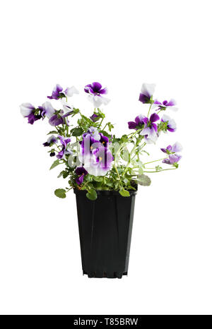 Pansy en pot violet et blanc, également appelé Viola tricolor variété hortensis, isolé sur un fond blanc. Chemin de détourage inclus. Printemps et à l'Aut Banque D'Images