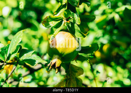 Arbre à fruits de Grenade verte Banque D'Images