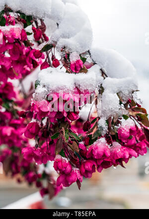 Apple Tree crabe frais saupoudrés de neige de printemps ; Salida Colorado ; USA ; Banque D'Images