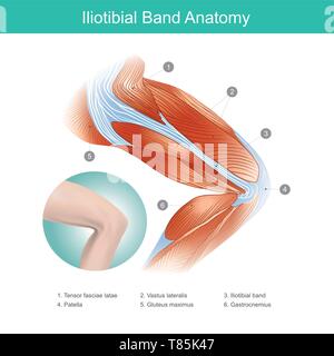 L'Iliotibial Band est un renfort fibreux longitudinale du fascia lata dans un muscle du genou. Une partie de l'anatomie du corps humain. L'illustration. Illustration de Vecteur