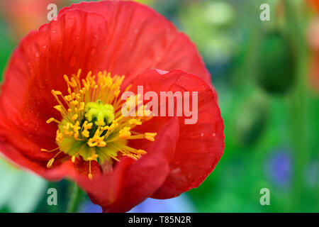 Rouge Coquelicot sur une chaude journée de printemps Banque D'Images