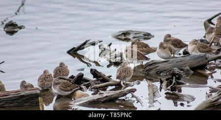 Belle et longue bec d'oiseaux de rivage se détendre dans le lac. Les oiseaux en migration, l'hivernage en Colombie-britannique.long factures, de longues jambes, de plumes brunes. Dormir, relaxi Banque D'Images