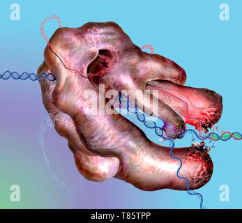 CRISPR-Cas9 complexe d'édition, illustration Banque D'Images