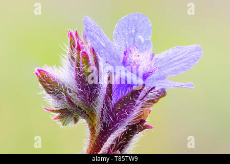 Anchusa italica retz wildflower Banque D'Images