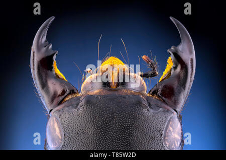 Devil's coach horse ponderosa Banque D'Images