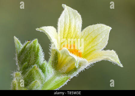 Ecballium elaterium Squirting cucumber (fleur) Banque D'Images