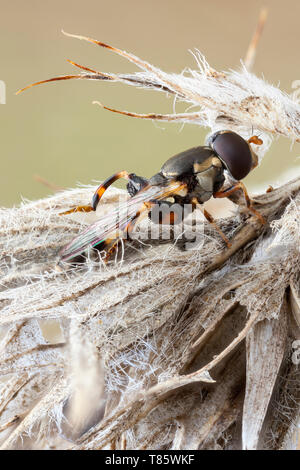 Pattes épaisses hoverfly Banque D'Images