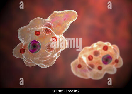 Amibe parasitaire, illustration Banque D'Images