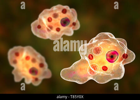 Amibe parasitaire, illustration Banque D'Images