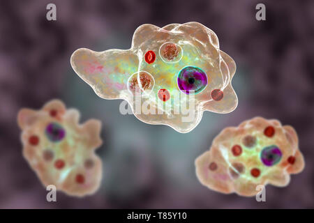 Amibe parasitaire, illustration Banque D'Images