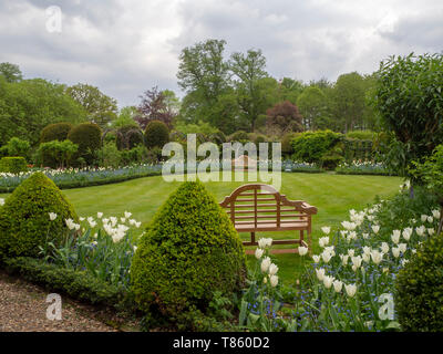 Chenies Manor Gardens frais du printemps au début de mai, pelouse, jardin, sièges bech et topiaires White Triumphator tulip frontières. Banque D'Images