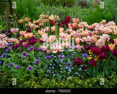 Chenies Manor Gardens au début de mai avec la Belle Epoque les tulipes plantées en masse Antraciet tulipes et feuillages. Banque D'Images