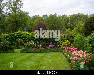 Chenies Manor Gardens au début de mai avec pelouse, archway par Akebia trellis dans le jardin topiaire tous les paniers avec des tulipes en fleur. Banque D'Images