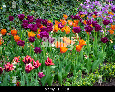 Chenies Manor Gardens au début de mai détail de frontière tulipe aux couleurs éclatantes d'orange, violet et bordeaux ; y compris la demande,joyau noir et Slawa. Banque D'Images