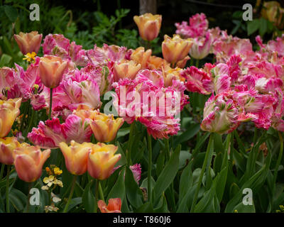 Chenies Manor Gardens au début de mai montrant des tons de rose et d'abricot les variétés de tulipes en pleine floraison. Banque D'Images