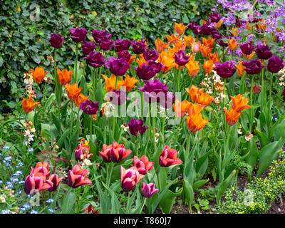 Chenies Manor Gardens au début de mai détail de frontière tulipe aux couleurs éclatantes d'orange, violet et bordeaux ; y compris la demande,joyau noir et Slawa. Banque D'Images