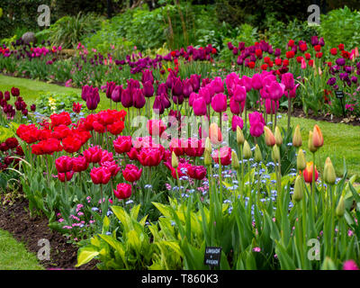 Chenies Manor Gardens au début de mai paniers aux couleurs rose, violet et couleur abricot ; tulipes un beau jardin bien entretenu dans le Buckinghamshire. Banque D'Images